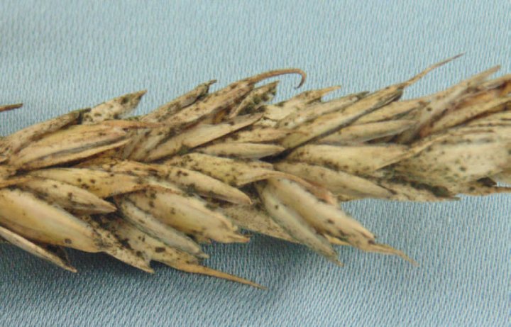 Objawy-na-k%C5%82osach-w-postaci-charakt