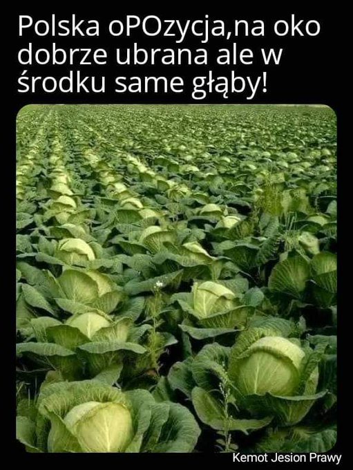 FbvZab2XEAMxhWc?format=jpg&name=small