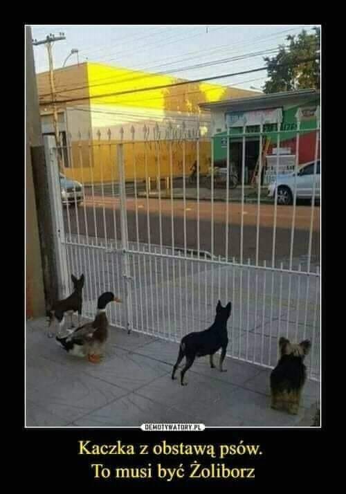 Może być zdjęciem przedstawiającym pies