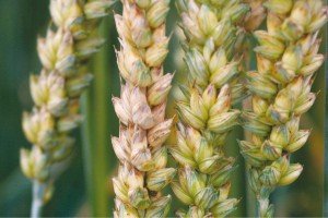 Znalezione obrazy dla zapytania septorioza plew