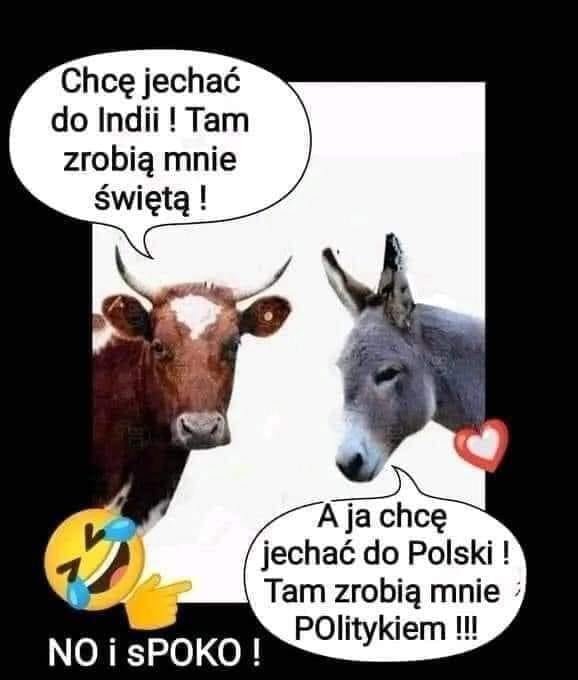 Może być zdjęciem przedstawiającym tekst „Chcę jechać do Indii !Tam zrobią mnie Å›wiÄ™tÄ! A ja chcę jechać do Polski! Tam zrobią mnie Politykiem!!! NO i sPOKO!”