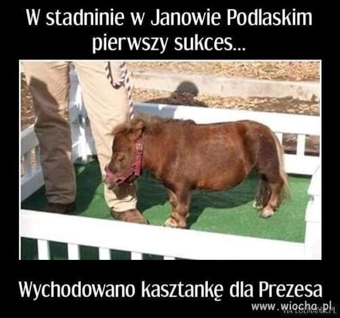 Kolejny S...ukces PiSu.