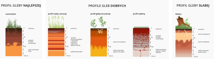 Na ilustracji profile gleb Polski w postaci pionowych prostokątów. Na spodzie każdego profilu skała macierzysta, dalej poziom przejściowy i na wierzchu próchnica. Gleba najlepsza – czarnoziem – gruba warstwa próchnicy, gleby dobre – mada rzeczna, gleba brunatna, rędzina – cieńsza warstwa próchnicy, gleba słaba – bielica – bardzo cienka warstwa próchnicy.   bielice 26,00%   brunatne i płowe 52,00%   czarnoziemy 1,00%   Czarne ziemie 1,00%   Rędziny 1,00%   Mady 5,00%   bagienne 7,00%   górskie 6,00%   antropogeniczne 1,00%