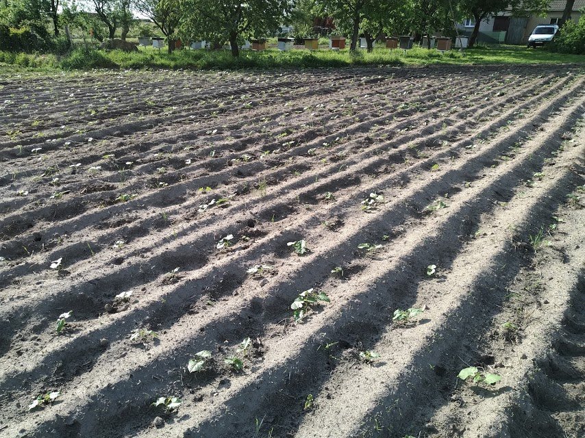 MmwPDLEyJUK933AAyggCymBQIRErb64ToOv7MMpN