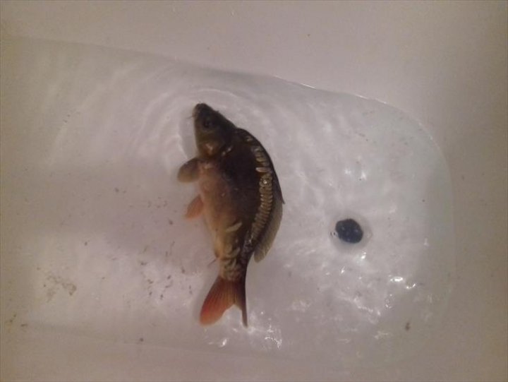 ChomikImage.aspx?e=mlK_fz97LJOl8WHbAoHeK