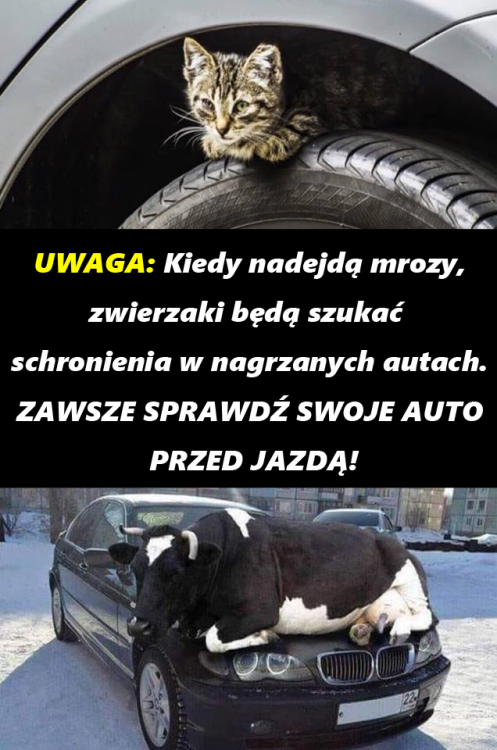 46441198_1975169922567954_66980674344499