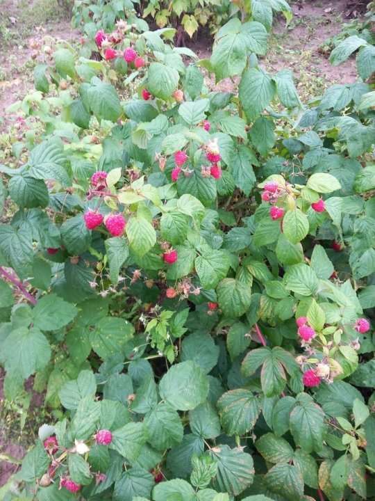 Może być zdjęciem przedstawiającym przyroda