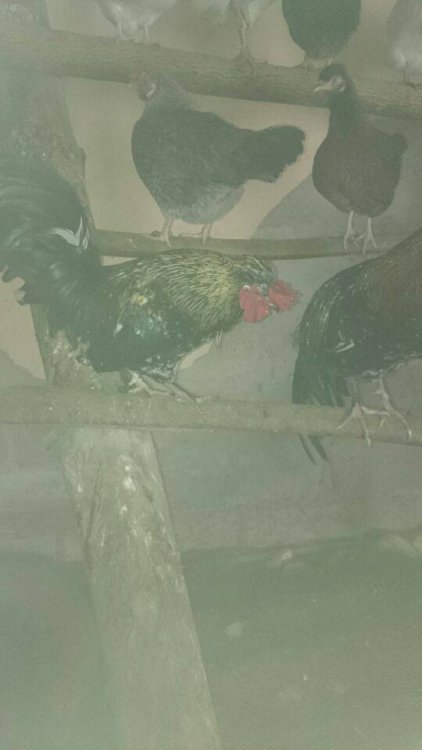 Obraz moÅ¼e zawieraÄ: ptak