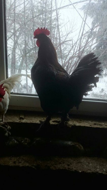 Obraz moÅ¼e zawieraÄ: ptak i na zewnÄtrz