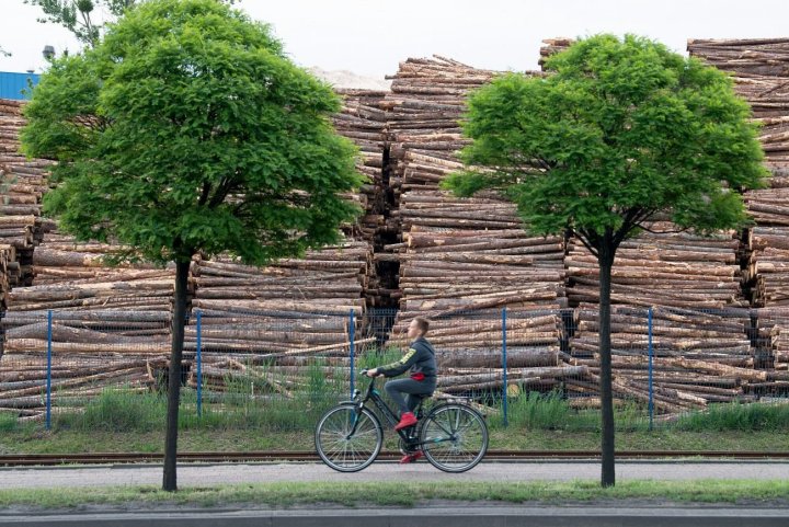 Gotowe do załadowania na statki i wywiezienia drewno w porcie w Gdyni.