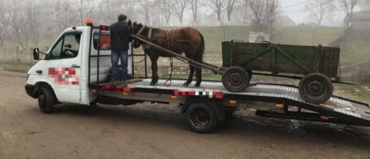 Może być zdjęciem przedstawiającym 1 osoba i koń