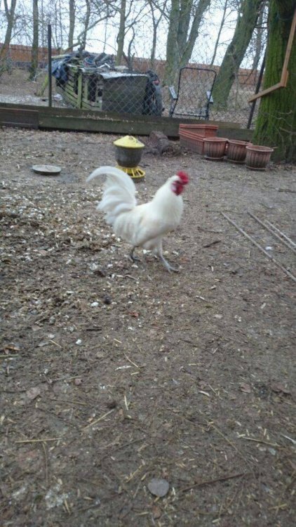 Obraz moÅ¼e zawieraÄ: roÅlina, ptak, na zewnÄtrz i przyroda