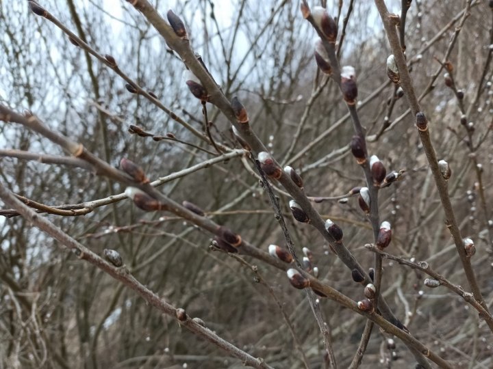 Może być zdjęciem przedstawiającym przyroda