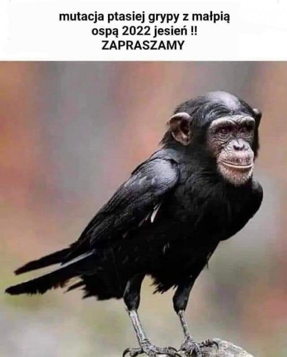 Może być zdjęciem przedstawiającym tekst „mutacja ptasiej grypy z małpią ospą 2022 jesień!! ZAPRASZAMY”