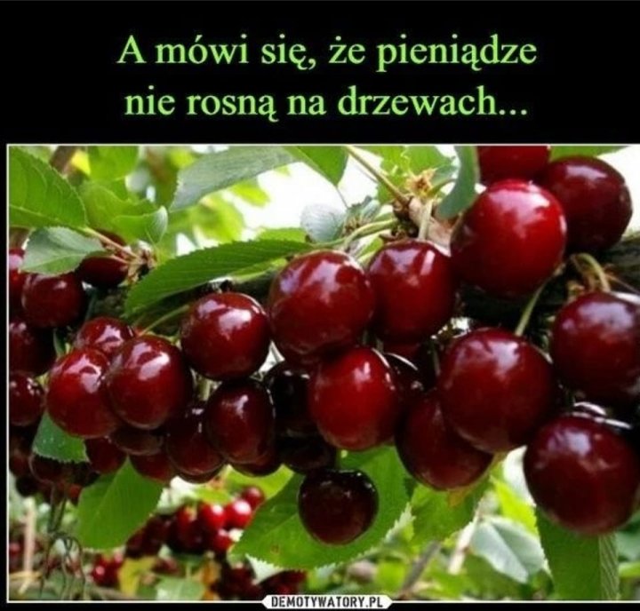 Może być zdjęciem przedstawiającym tekst „A mówi się, że pieniądze nie rosną na drzewach... DEMOTYWATORY.PL”
