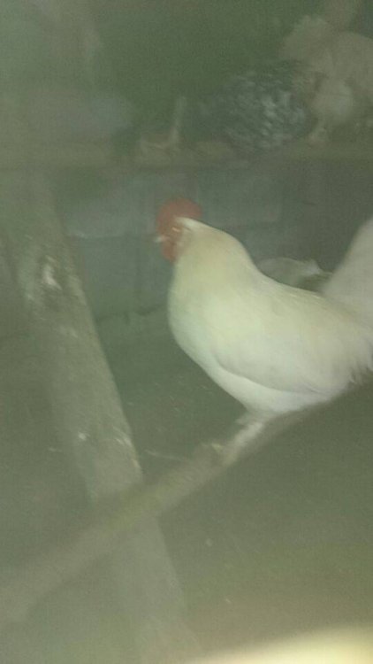 Obraz moÅ¼e zawieraÄ: ptak