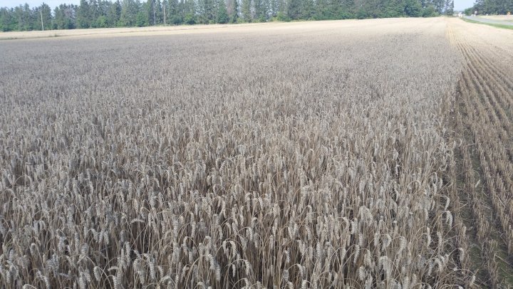 AP1GczNHvIBwmA_HfjEJebpg55hARbV1d4mvjNui