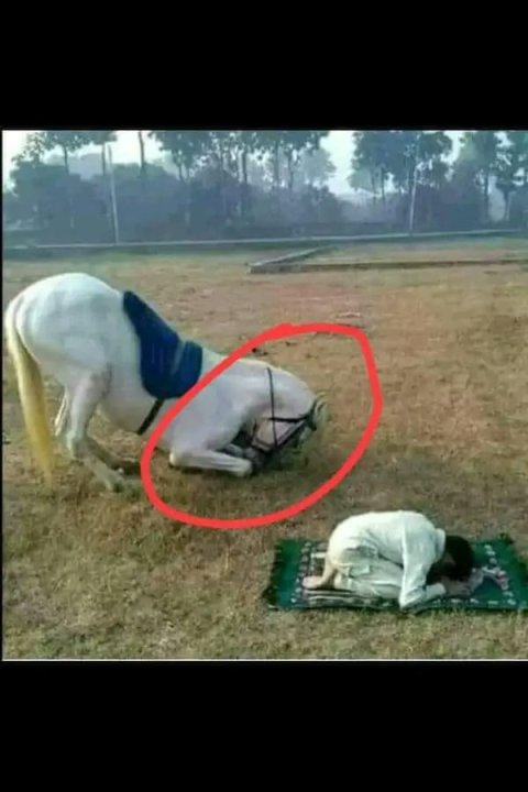 Może być zdjęciem przedstawiającym zwierzę i trawa