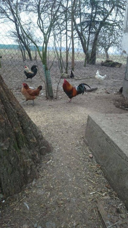 Obraz moÅ¼e zawieraÄ: ptak, na zewnÄtrz i przyroda