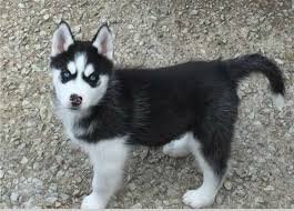 Husky