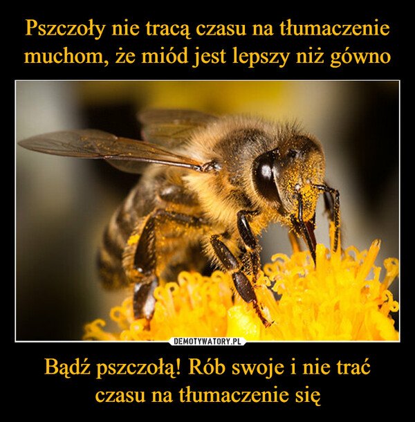 472-pszczoly-nie-traca-czasu-na-tlumaczenie-muchom-ze-miod-jest.jpg