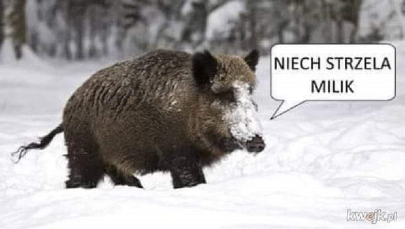 Znalezione obrazy dla zapytania dzik niech strzela