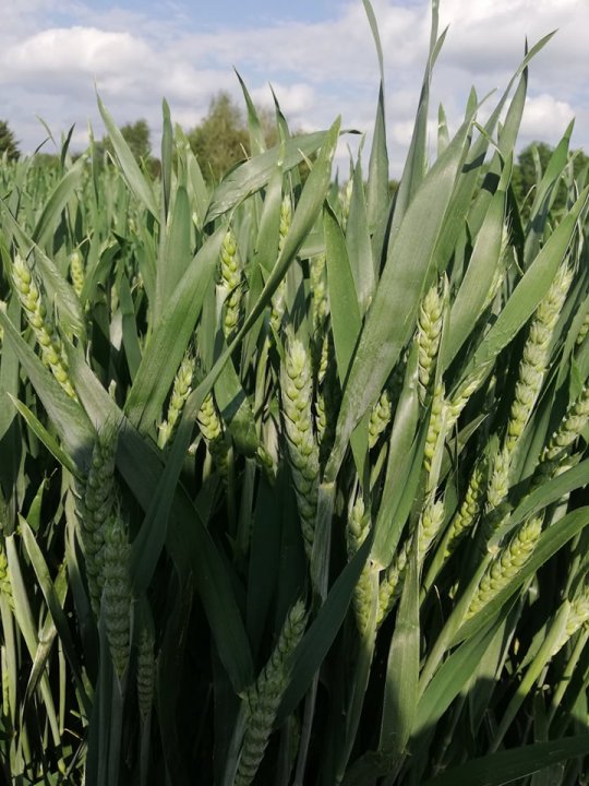 284961946_467409535155069_7017330084878779849_n.jpg?_nc_cat=105&ccb=1-7&_nc_sid=ae9488&_nc_ohc=yUqRMme415wAX9dj8hV&_nc_ht=scontent.fpoz4-1.fna&oh=03_AVLjTM5RojJeIpniaR_Nxi8Am12ZFHtrZZzkcujVnRGfYA&oe=62BCB231