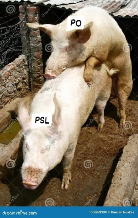 Może być zdjęciem przedstawiającym tekst „PO drcen. Dream PSL dreamstime.com ID 2869398 © Duncan Noakes”