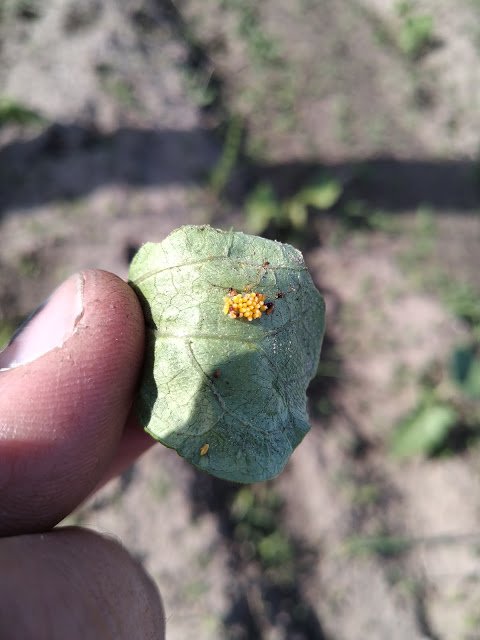 HLaE1Ldwt5Hv6nrbDtVldKvlI5yvMjxiCA7L7YN4