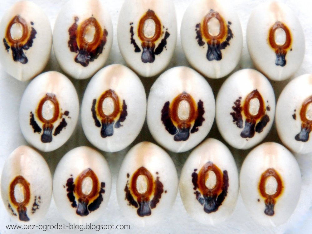 Fasola+z+hosti%25C4%2585+%252813%2529.JP