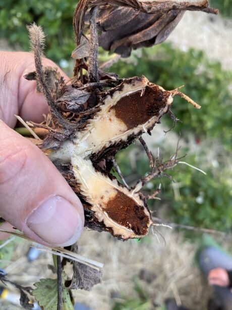 Uwaga na  skórzastą zgniliznę owoców truskawki!!!!