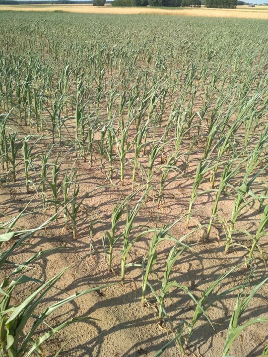 65552841_487754218644451_6991861996568182784_n.jpg?_nc_cat=100&_nc_oc=AQkowmCe80OwPMYT_QA789XSZ0qrLUz7Ha_vgO9HMMKN9r84gVexDHQ34hhH_w2_ZWA&_nc_ht=scontent.fwaw3-1.fna&oh=6f274f9065bfb30008c4bc236f683251&oe=5D85C87D