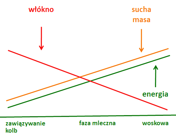 Znalezione obrazy dla zapytania włókno skrobia kiszonka z kukurydzy