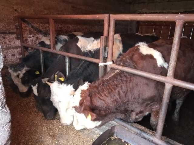 Sprzedam 4 byczki Zambrów - image 1