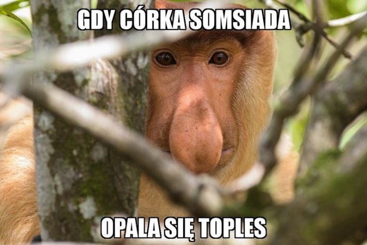 Znacie Janusza z memów? NAJNOWSZE MEMY | Polska Times