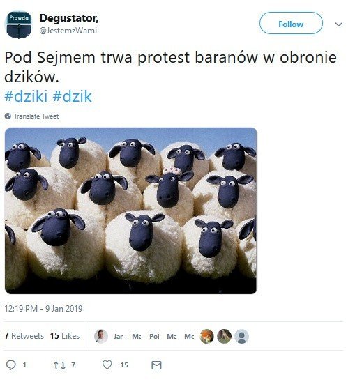 Awantura o dzika: Dzik jest dziki - kto jest zły? OPINIE,...