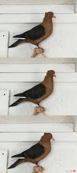 Gołębie gile możliwa zamiana - Galeria zdjęć i obrazów na imgED