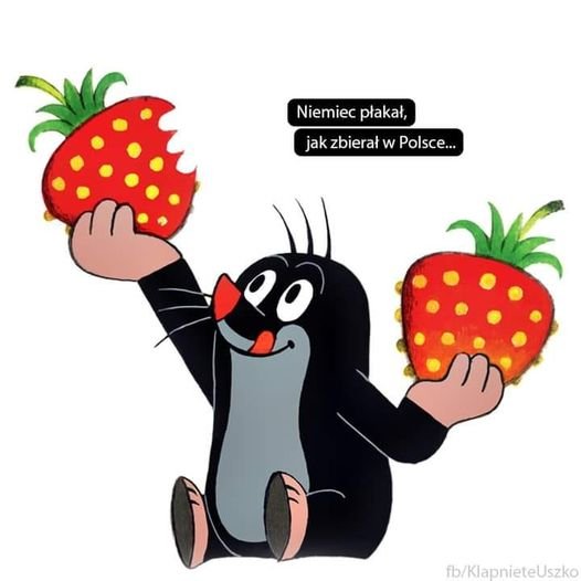 Może być ilustracją przedstawiającą pingwin, truskawka i tekst „Niemiec płakał, jak zbierał w Polsce.. Po fb/KlapnieteUszko”