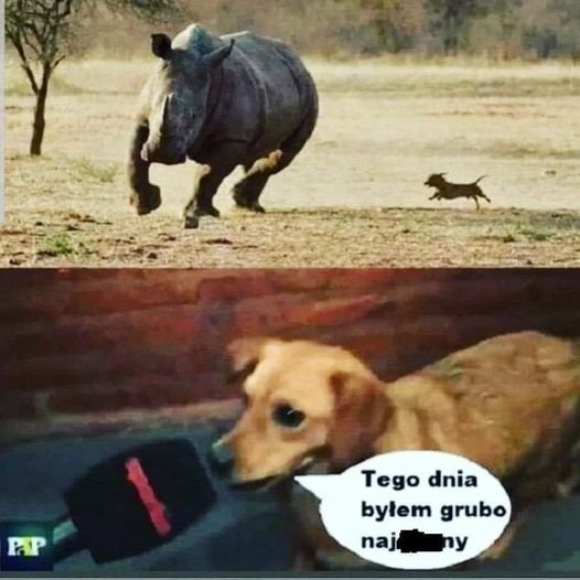 Może być zdjęciem przedstawiającym nosorożec i tekst