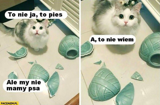 Memy na Dzień Kota 2021. Najnowsze i najlepsze memy o kotach. Śmieszne  obrazki o naszych pupilach [NOWE MEMY 16.02.2021] | Dziennik Łódzki