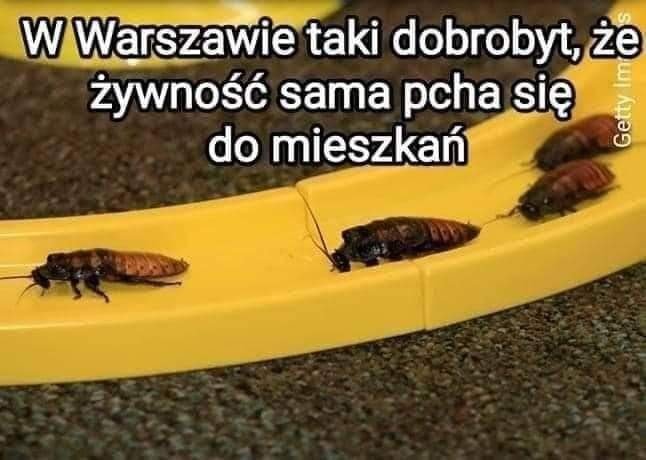 Może być zdjęciem przedstawiającym tekst „w Warszawie taki dobrobyt, że żywność sama pcha się E do mieszkań Gerry CO”