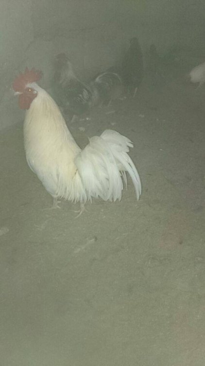 Obraz moÅ¼e zawieraÄ: ptak