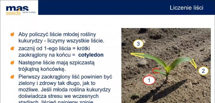 Może być zdjęciem przedstawiającym tekst „mas seeds UNITEDGROW GROW Liczenie liÅci 3 Aby policzyć liście młodej rośliny kukurydzy- liczymy wszystkie liście. zacznij od 1-ego liÅcia krótki zaokrąglony na końcu= cotyledon Następne liście mają szpiczastą trójkątną końcówkę. Pierwszy zaokrÄglony liść powinien być zielony zdrowy tak długo, jak to możliwe. Jeśli młoda roślina kukurydzy doświadcza stresu we wczesnych 2”