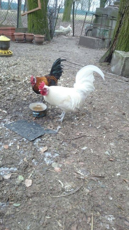 Obraz moÅ¼e zawieraÄ: ptak i na zewnÄtrz