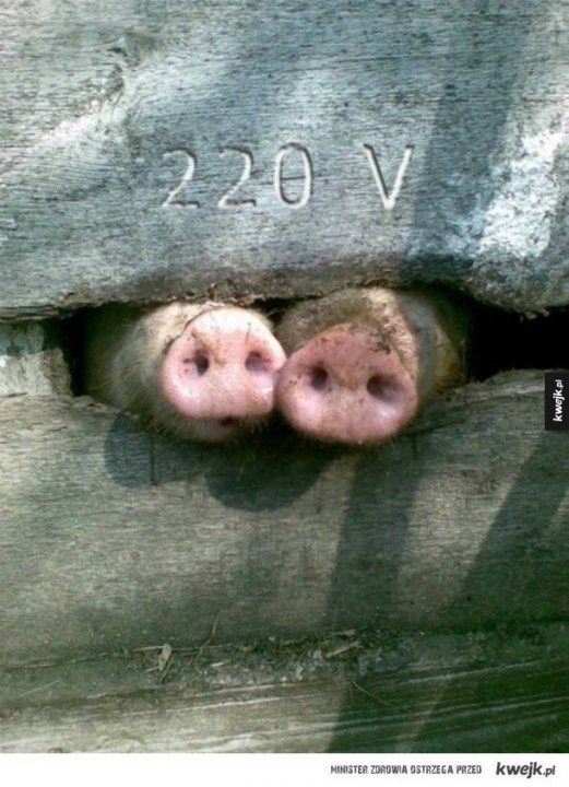 Gniazdko elektryczne w chlewie - Ministerstwo śmiesznych obrazków - KWEJK.pl