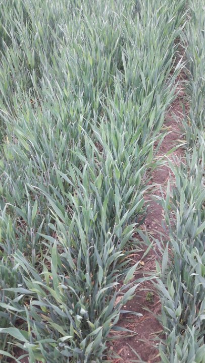 it0zpK7oOpbC31q2MX7cqIrnECC3dRnyhqsfOD_Ne58-VXjrTulmHqBY3fO2fnntWYvWuu2uoceFiCLjfA74kY0VAbhEBrtniST91TZjMCa1kw_YB8KL-ofSKDRnld6lZfThrzO99LigslD_MUaKEFxKo6EZYydXgarp9l1pst9tQCN9i52tKHNQ6c0ewMSYNyMezOGTChVpWRuxyeHKmUPc2MlL4syy3LNzZAiEWrDwdeoSddmU8GJyKK8igiKsku1F3-KFx3WhtNSWpzKyFGenaL5iyfEAtLkemh9Mj2wygqiC8UaDQJ3UpUIpw2ohfxVd60vfmOYD3uSmBu-VGgISJeK-gVG8ctrnpRWk1jhoFB9TMmKfwyVKp6PKiYPjzlY9SENPfEI6K7Dwvvapc-YRr857iLgNda6Yjlky8QPDiwfc7B_Ils6tf7tLKoynn1f3nFV3T229oRUbLkxWayiFBVzCJh8sxTgTUSYIb2aMgnslpxAGZyFy6pvbtRFGc387knzXJHJ43FrXiMzZ1lCTyXmkKznDdpos8ZEMLPKtbX-HVfLVF7raSKf5ia_VIOSnE_Sc2LuxNumy9ZvrOnOF-cig60iB_DiEjuSfuWJPB7zVIp5G_wT3iZJNTzp0plu88gNeF7tLS4pEEtGEOxsSpSdaMM57krqI7F82M0Jt8TXztG9xJG6ru7D5jg=w426-h757-no?authuser=0