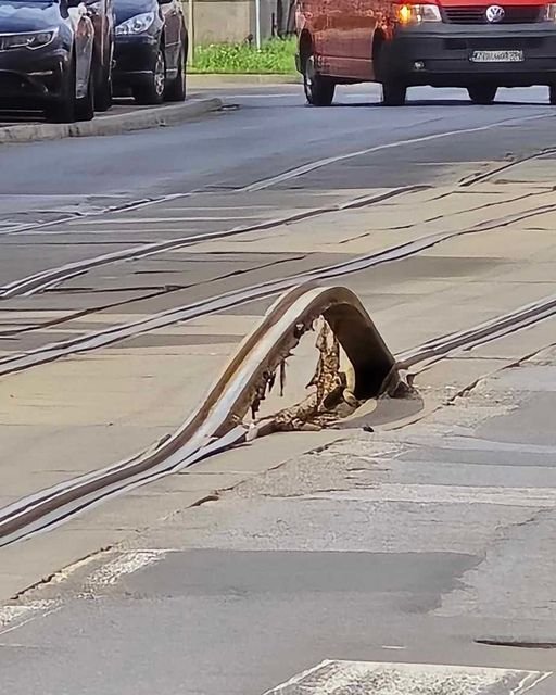 Może być zdjęciem przedstawiającym wąż