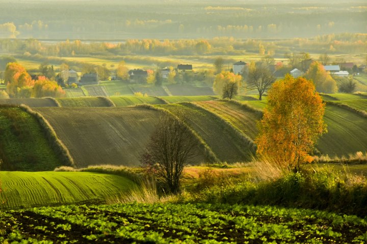 Może być zdjęciem przedstawiającym przyroda, drzewo i trawa