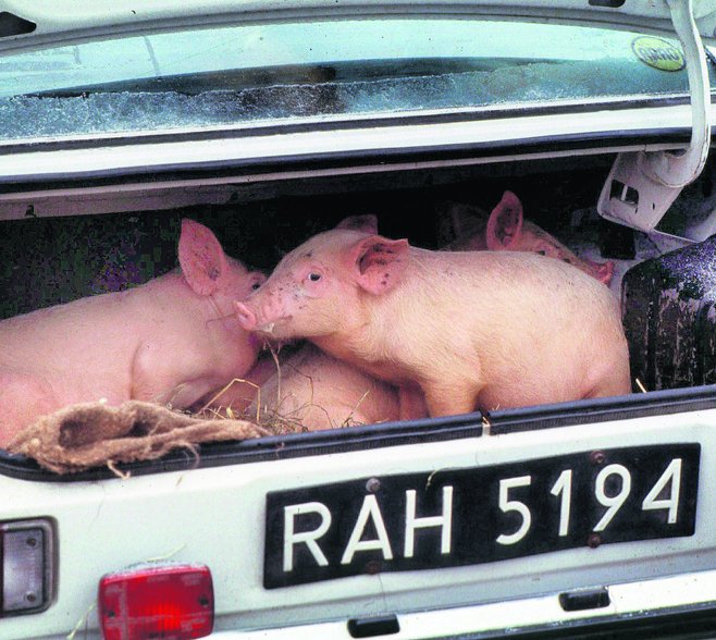 Znalezione obrazy dla zapytania Åwinia w bagaÅ¼niku