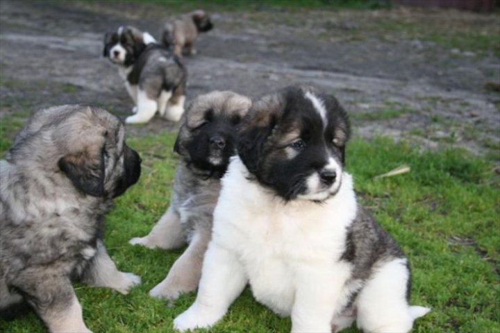 ChomikImage.aspx?e=5_UkxSc0euNHykrK9oqO_